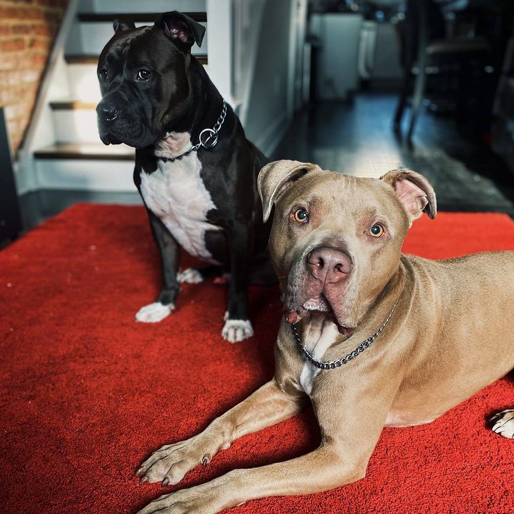 Meet your Posher, Liz